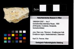 Foto (Objekt + Etikett) von Goniodromites bidentatus (Reuss, 1859)  (NHMW-GEO-1990-0041-2597)
